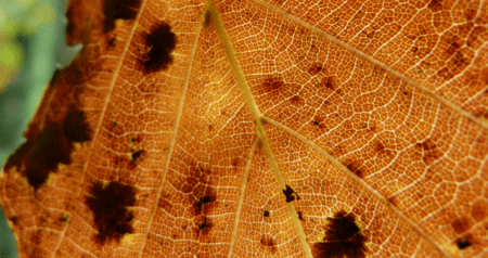 European Tree Technician opleiding (ETT)