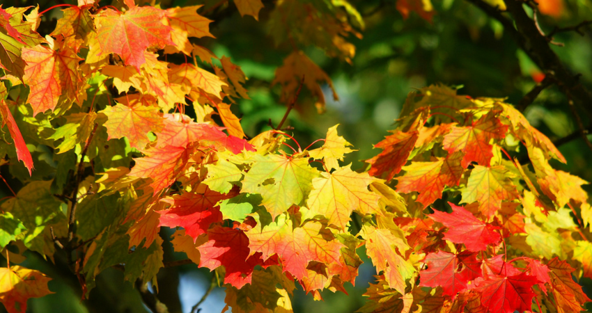 bleek Wanten Schrijf op De veranderende kleuren van de herfst - Praktijk Centrum Bomen