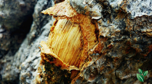 Mineralen van een boom
