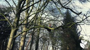 Man klimt in boom voor ETW-opleiding