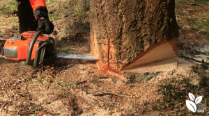 Zagen van een boom tijdens de training hout onder spanning