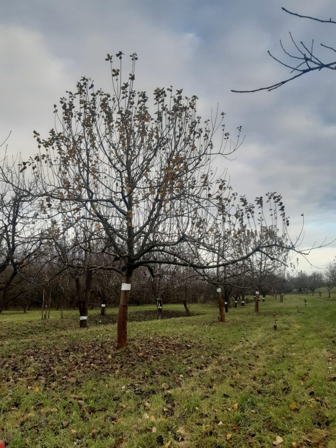 'Fruitbomen Snoeien' - Praktijk Centrum Bomen