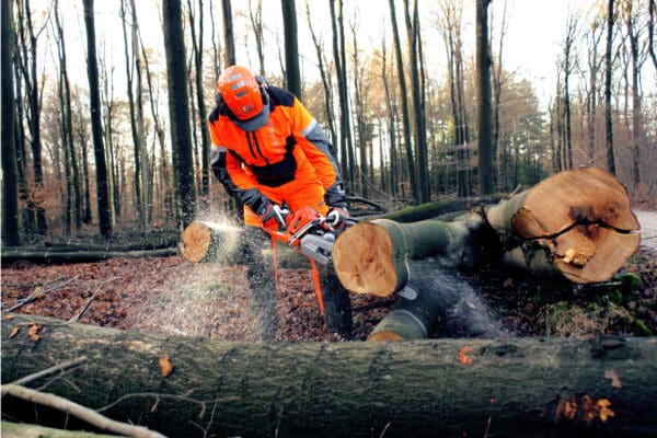 NKC 1 – Korten van liggend hout