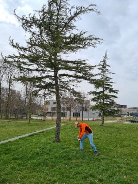 European Treeworker