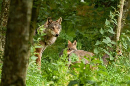 Opleiding en bijscholing voor bos- en natuurbeheerders