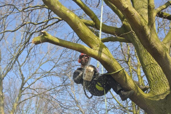 Klimmen 2 – Hulpactie en kettingzaaggebruik