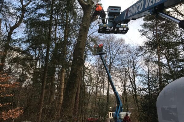Hoogwerkergebruik in de boomverzorging (gevorderden)