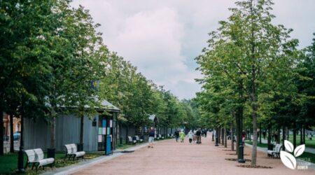 Bomen leveren niet altijd de toegewezen ecosysteemdiensten