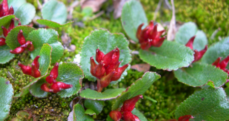Planten en insecten op de Noordpool