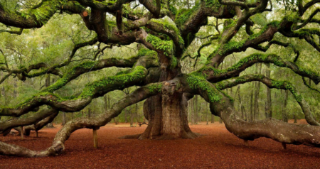 Leer meer over veteraanbomen en het beheer