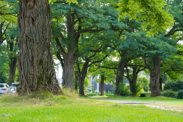 Basistraining Quantified Tree Risk Assesment (QTRA)