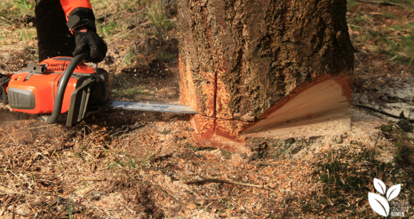 Zagen van een boom tijdens de training hout onder spanning
